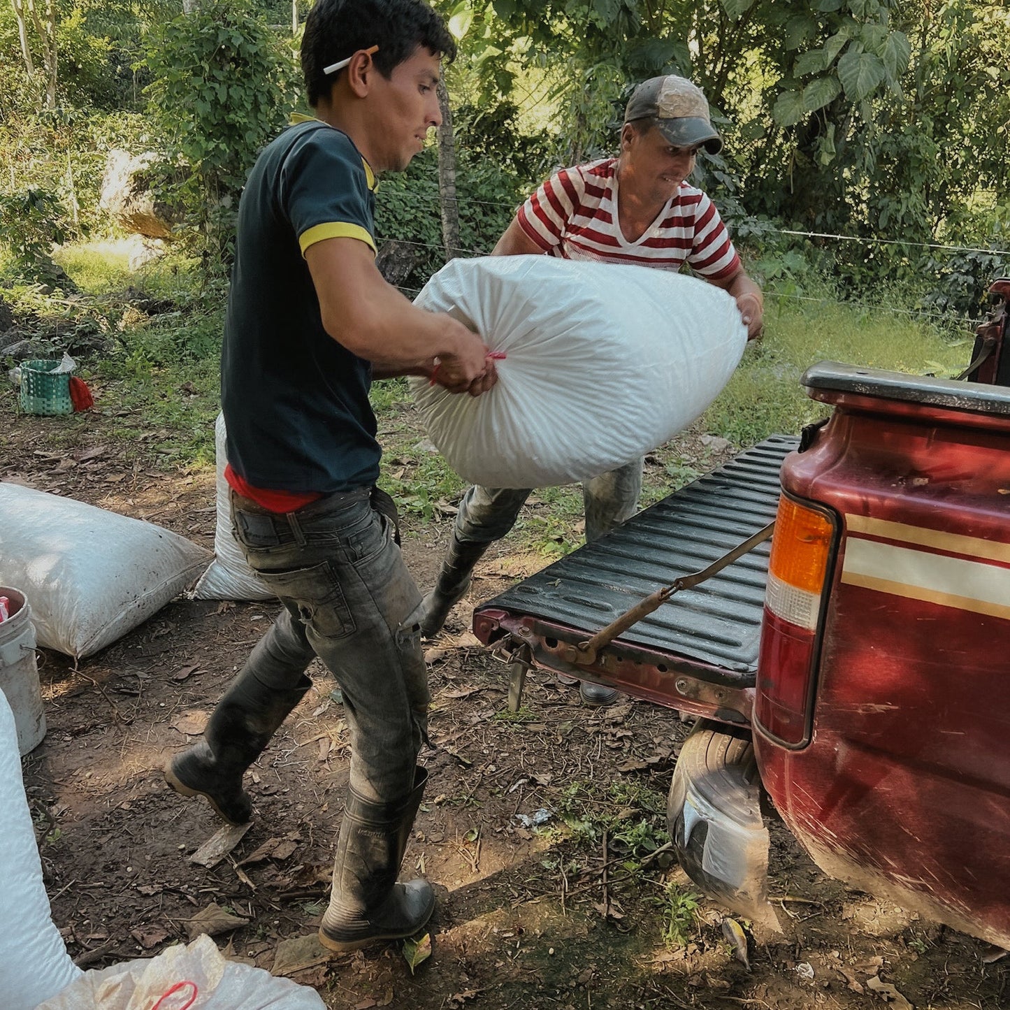 Honduras 5 lb